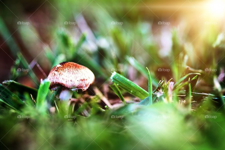 Wild mushroom macro photo. Wild mushroom taken macro lens