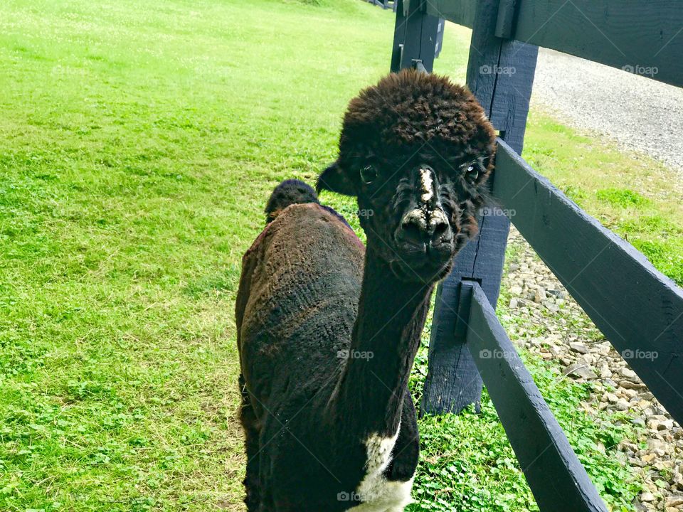 Summer pets, alpaca