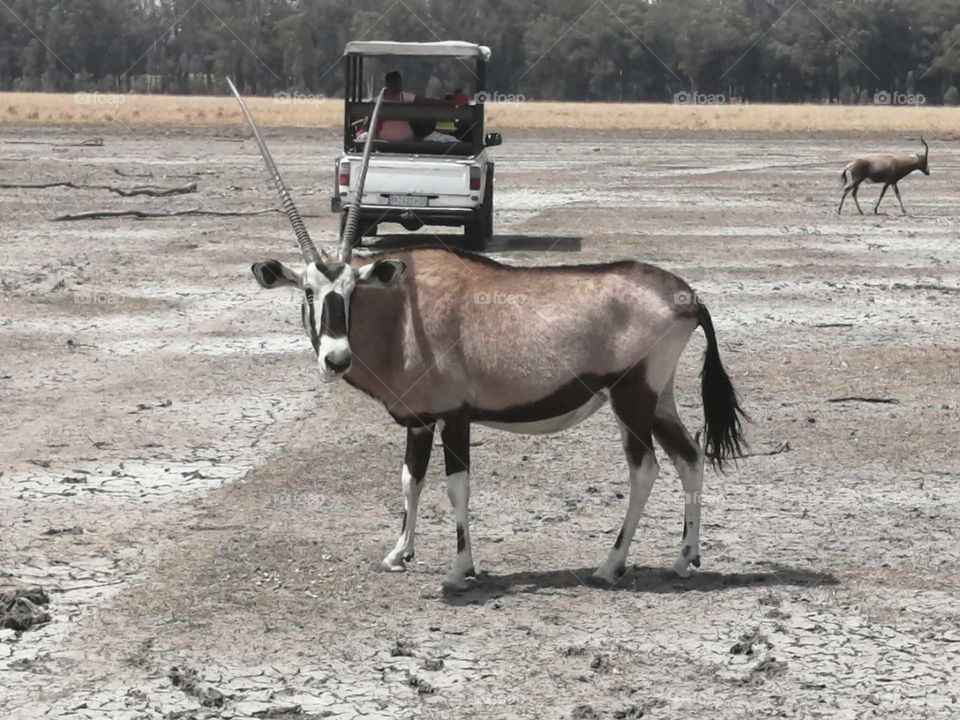 Springbok