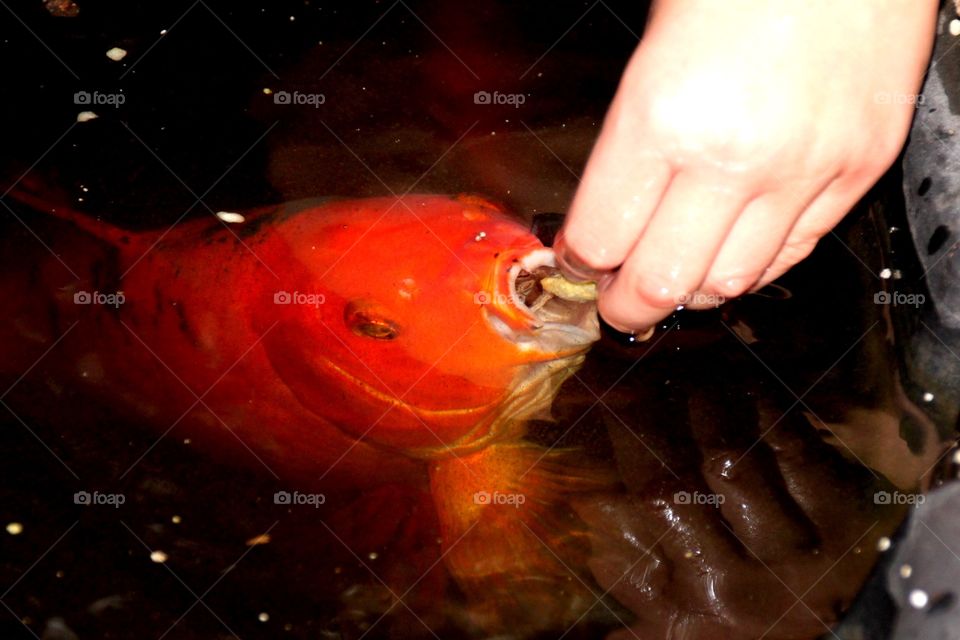 Big-mouthed Koi