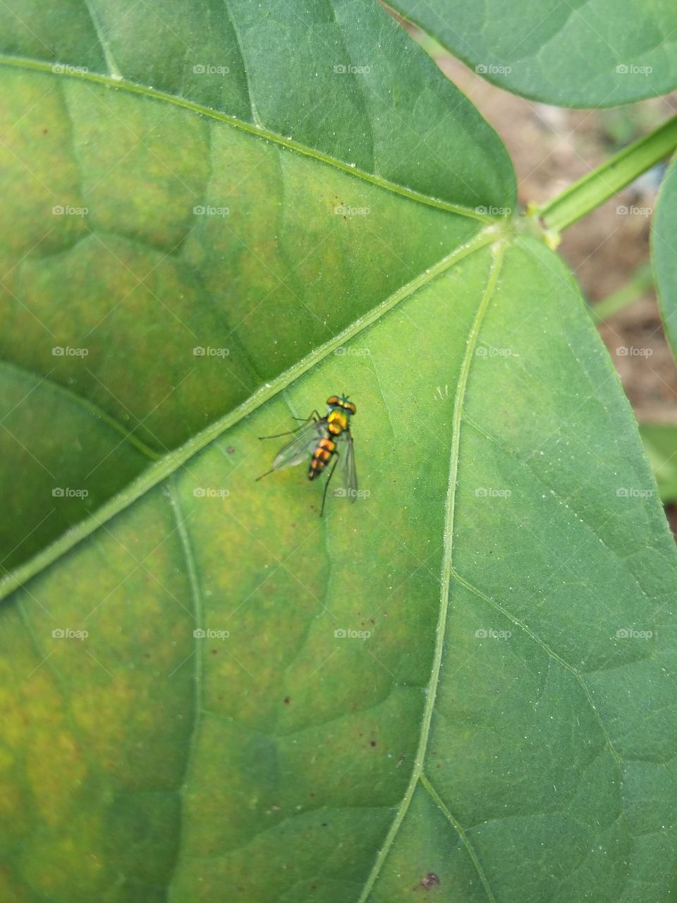 Predominant fly in the backyards of houses in northeastern Brazil.