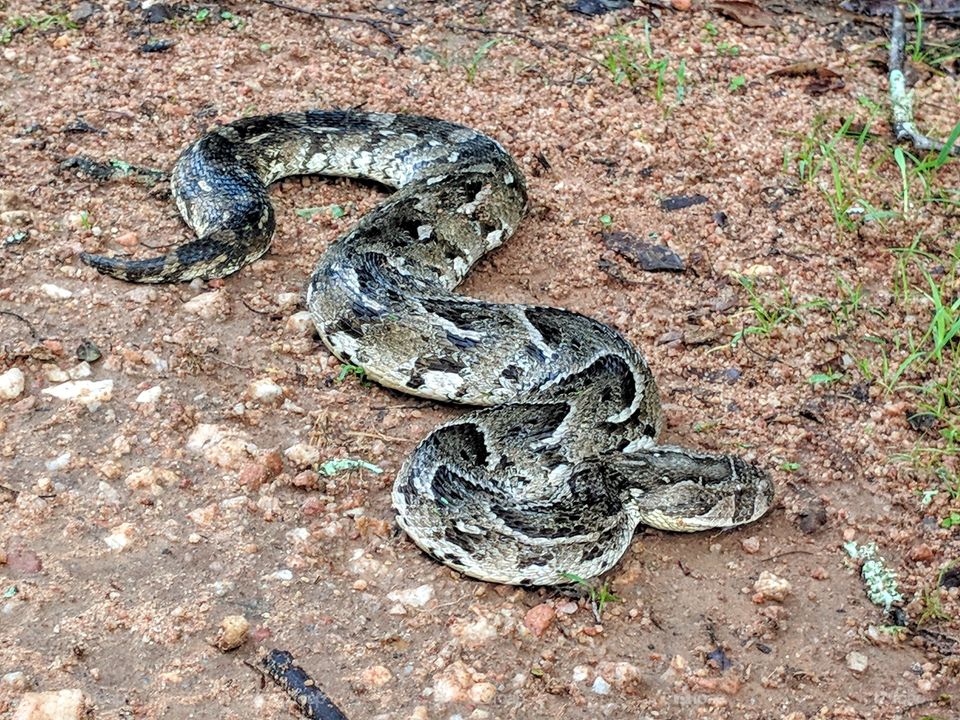 Snake, Nature, Reptile, Danger, Wildlife