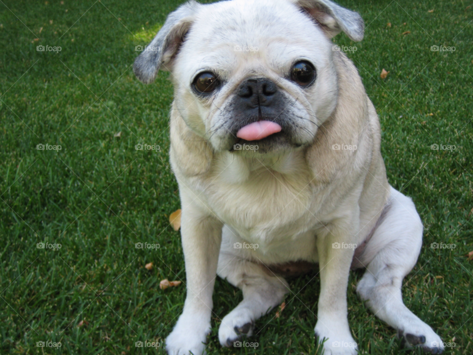 dog tongue pug pink by melody