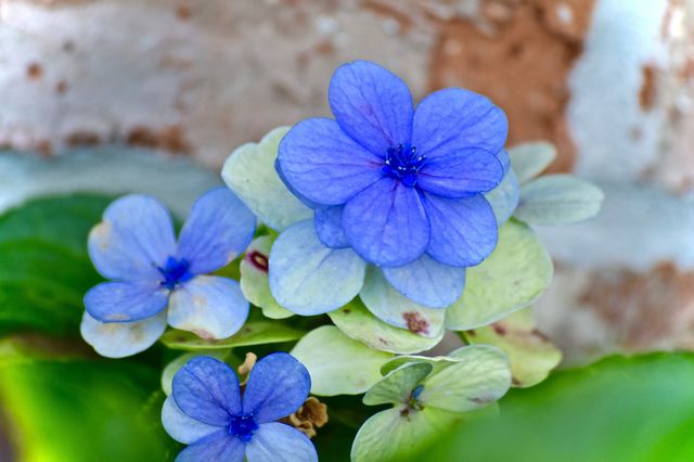 Bloomin' Blue