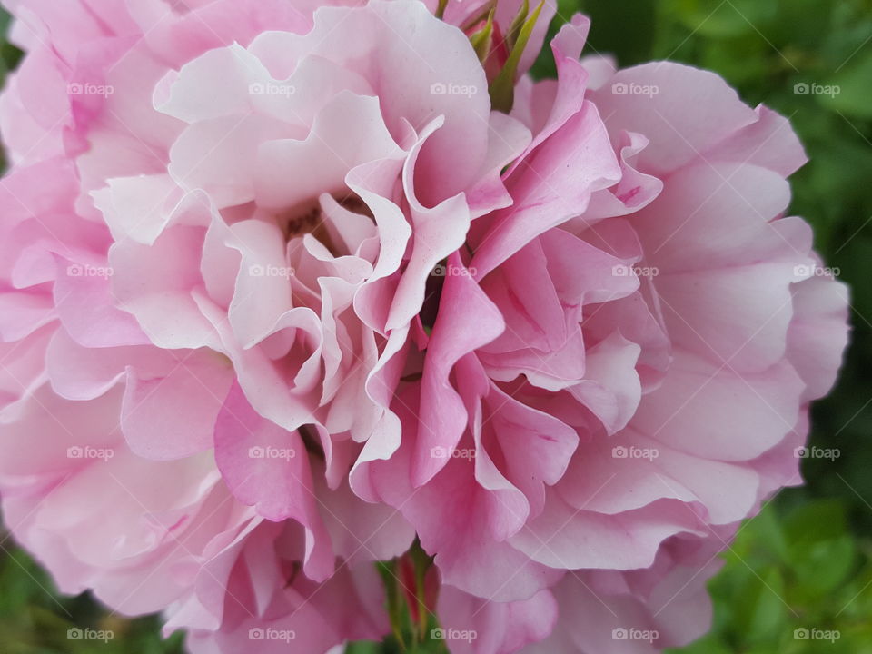 soft pink flower