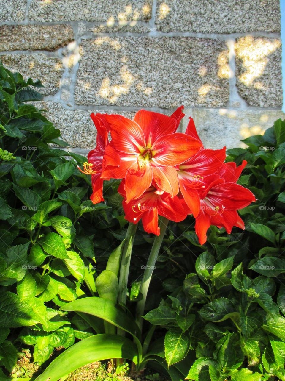 Beautiful Amaryllis