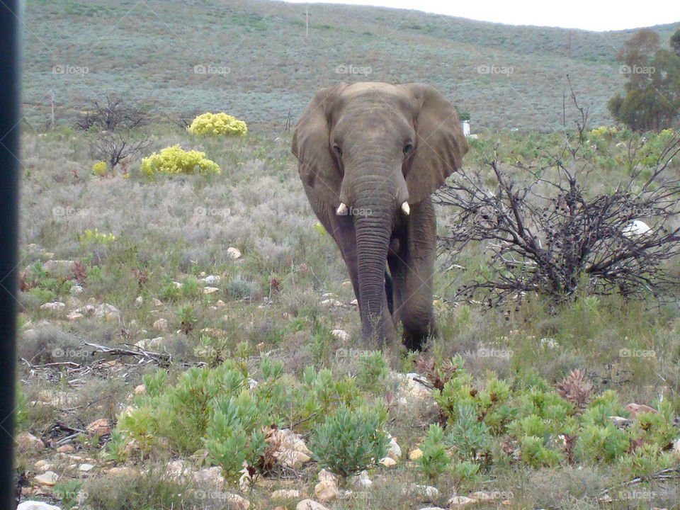 elephant safari south africa by glowlee