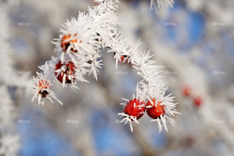 Branch of a plant with red berries in frost