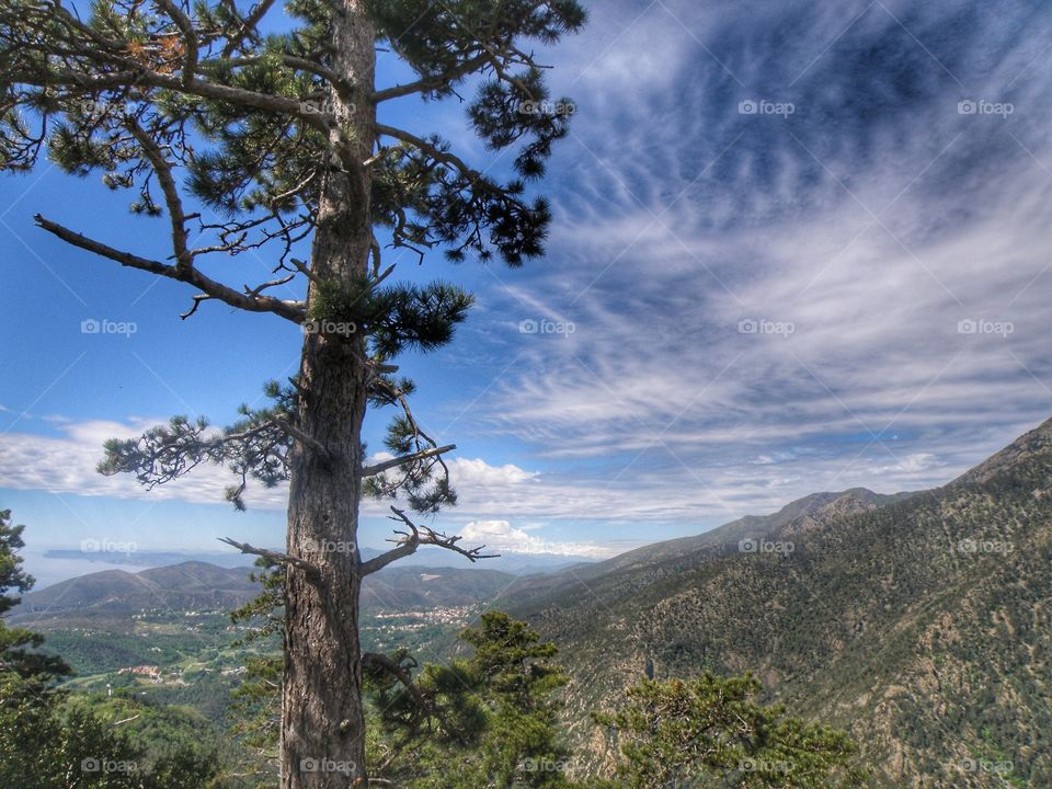 Close-up of tree with valley