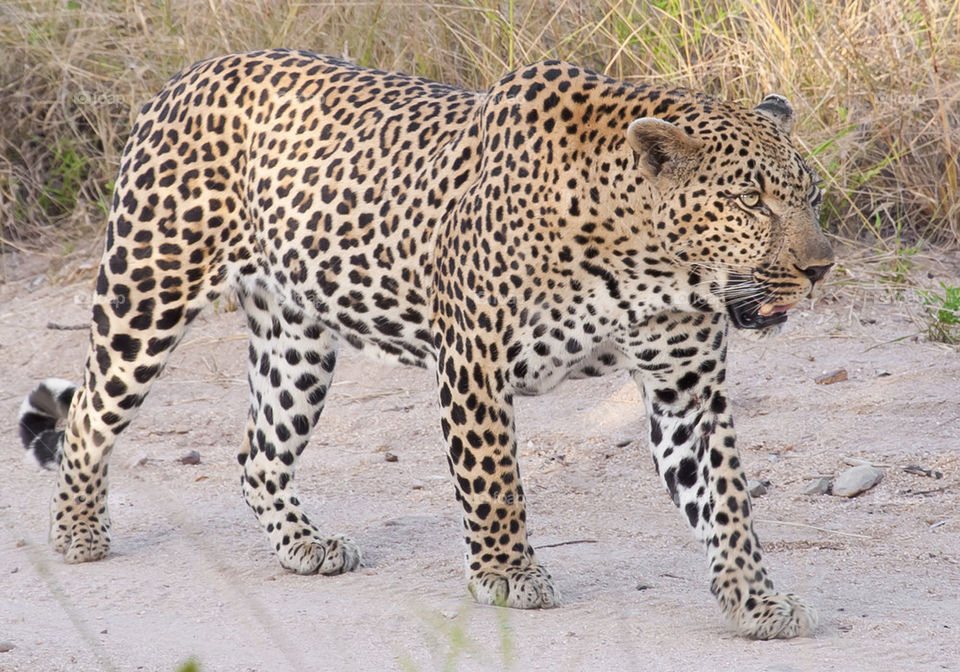 Leopard takes a stroll in the wild