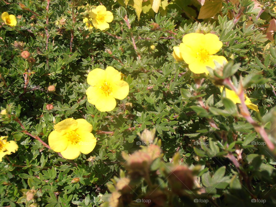 Yellow Potentilla Flowers