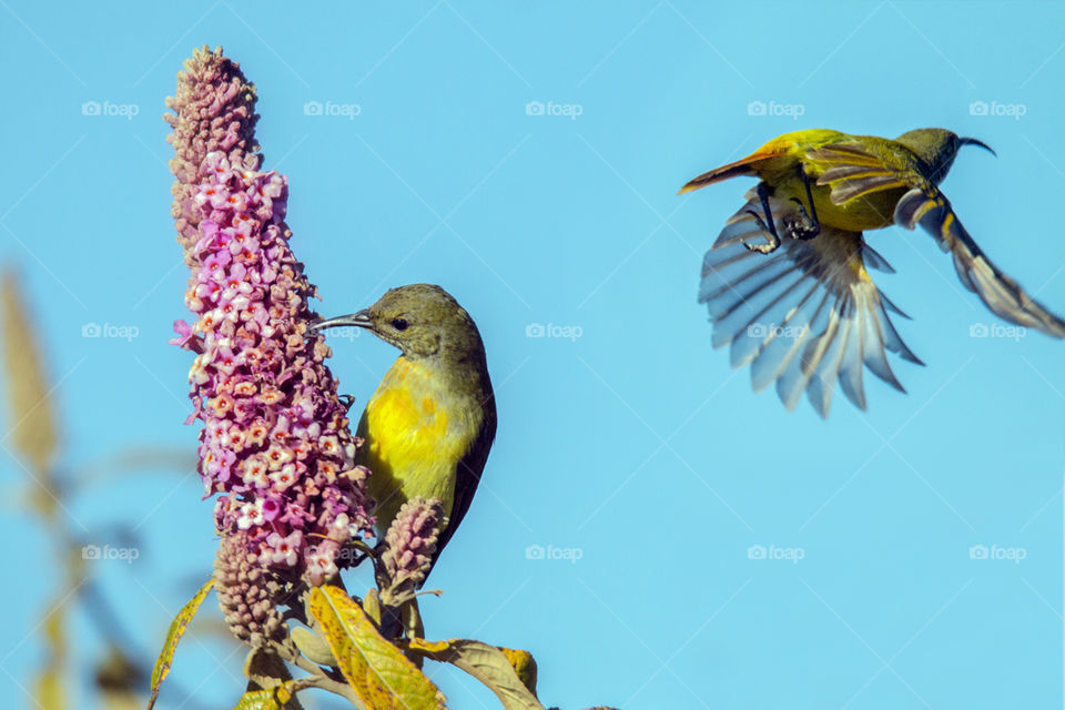 Green Tailed Sunbird (Female)