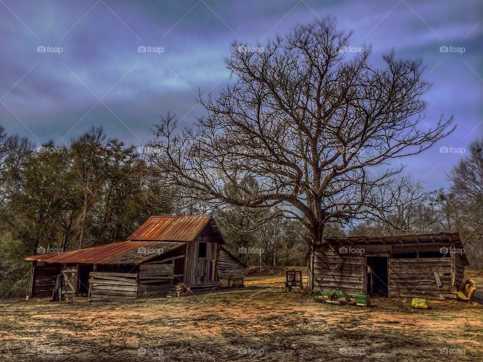 Rural Scene