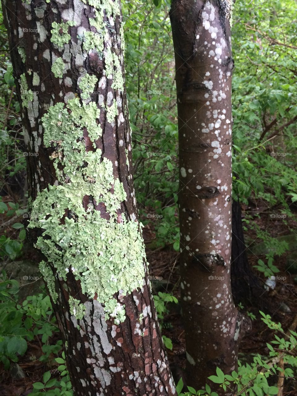 Wood, Tree, Bark, Trunk, Nature