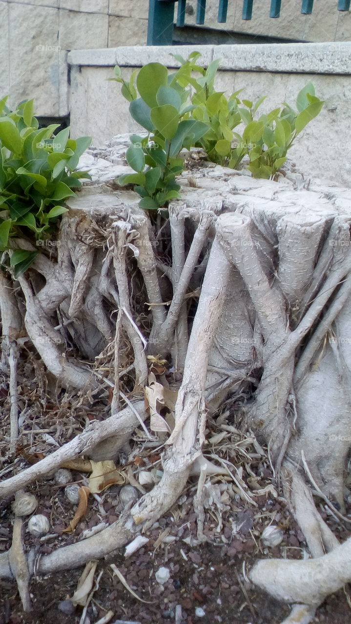 The root of the wood