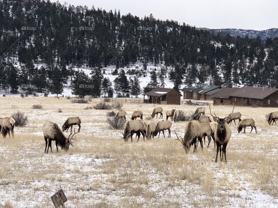 Elk in the snowy mountains of Colorado.