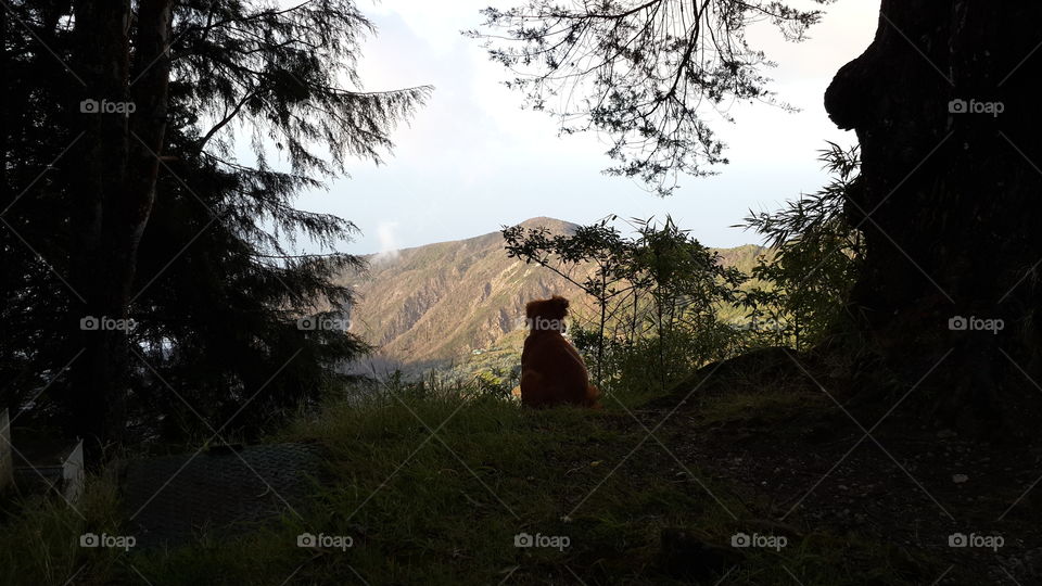 dog, montaña, naturaleza, sombra, perro