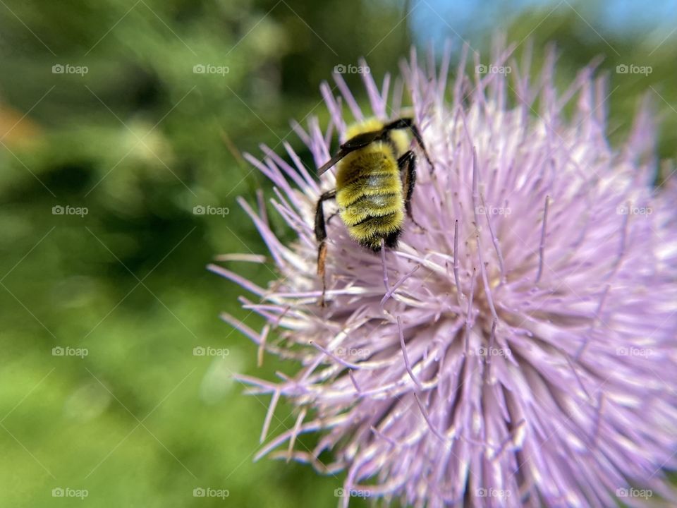 Busy bee on a purple flower 