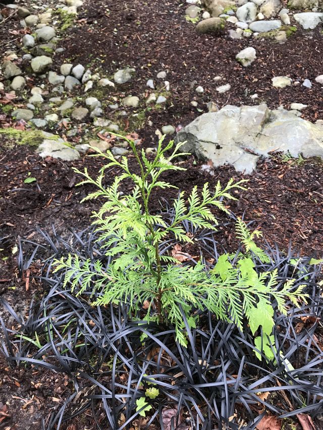 A nice little Fern growing in my backyard.