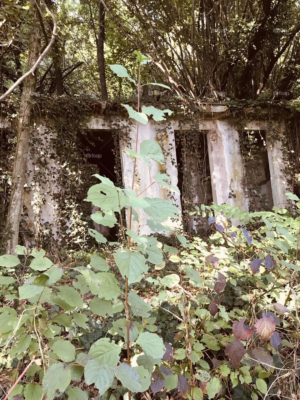 the abandoned house is overgrown with weeds and is collapsing