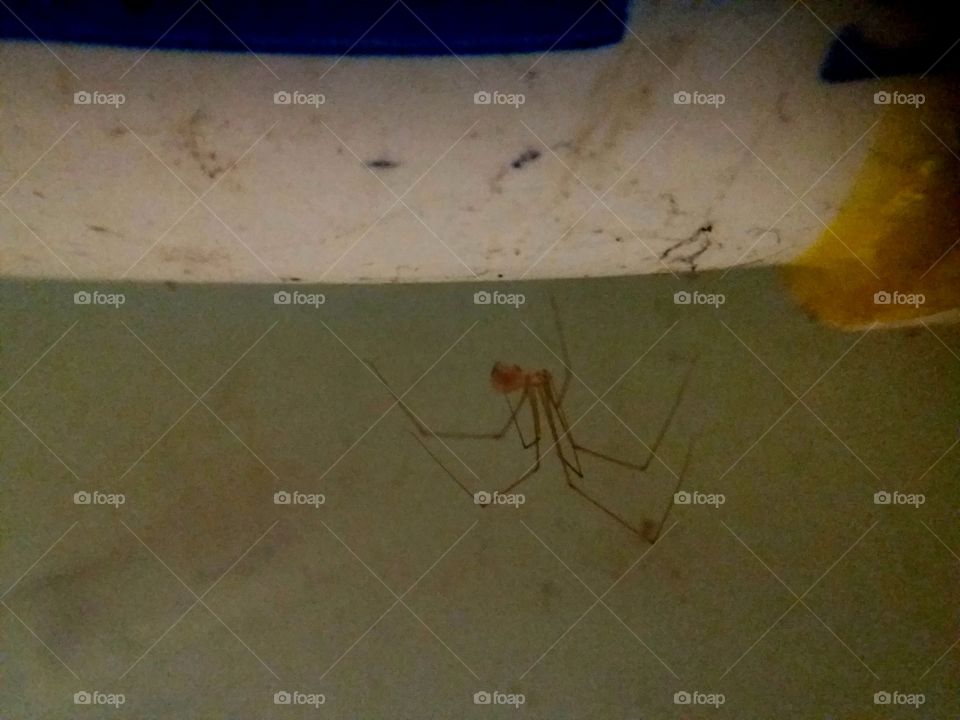 tiny spider at dark corner