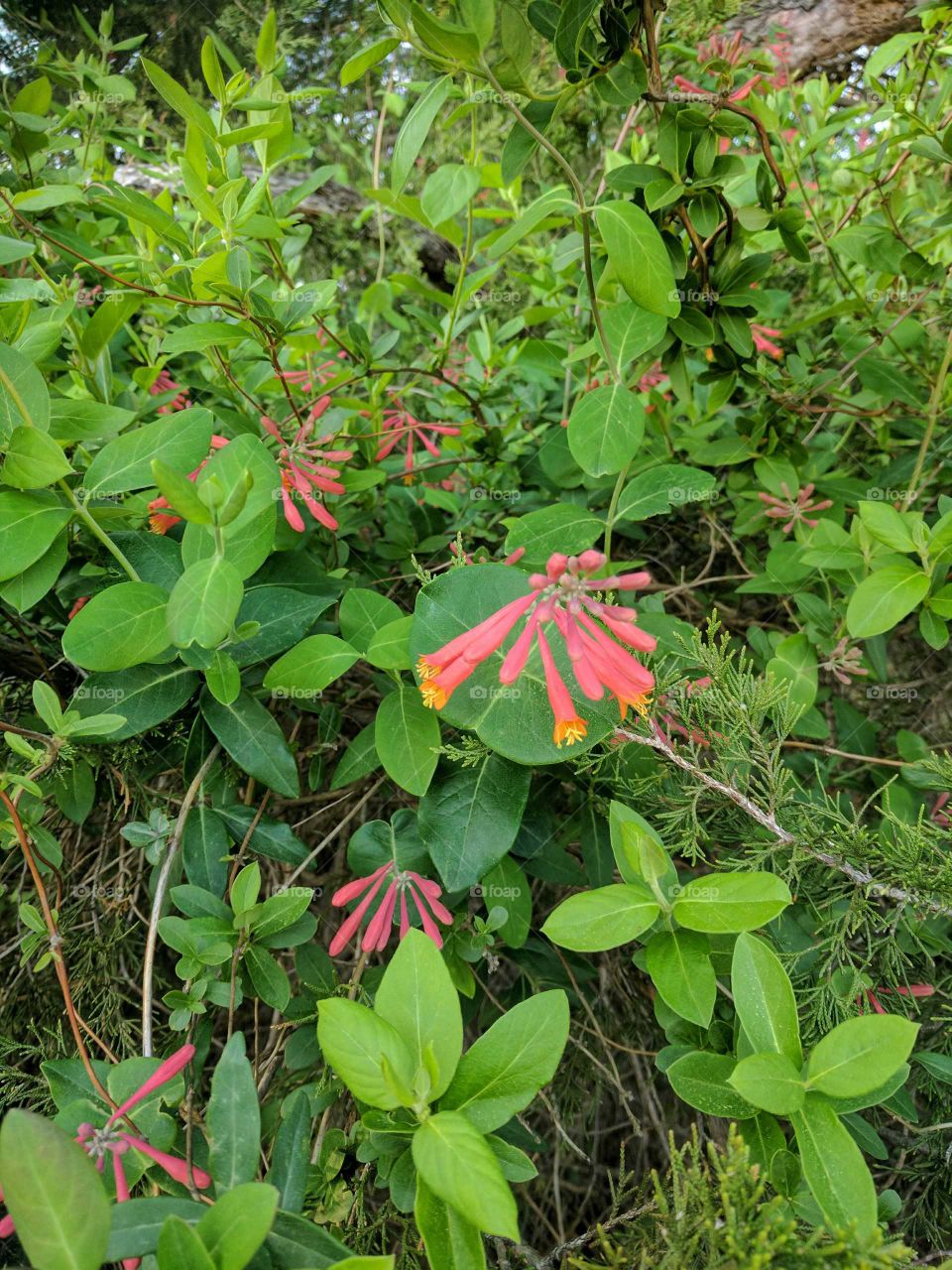 coral red honeysuckle