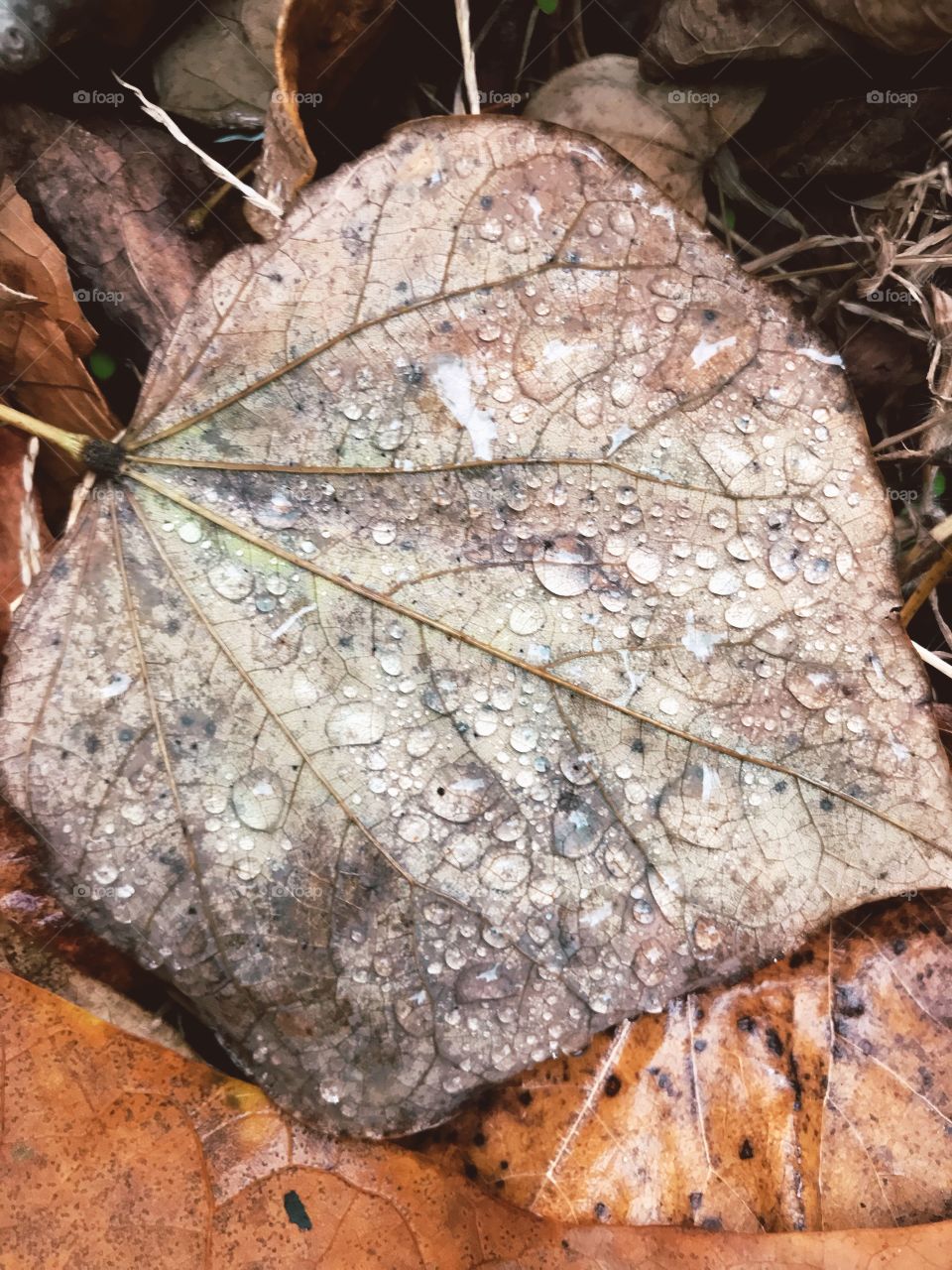 Leaf on ground with raindrops 