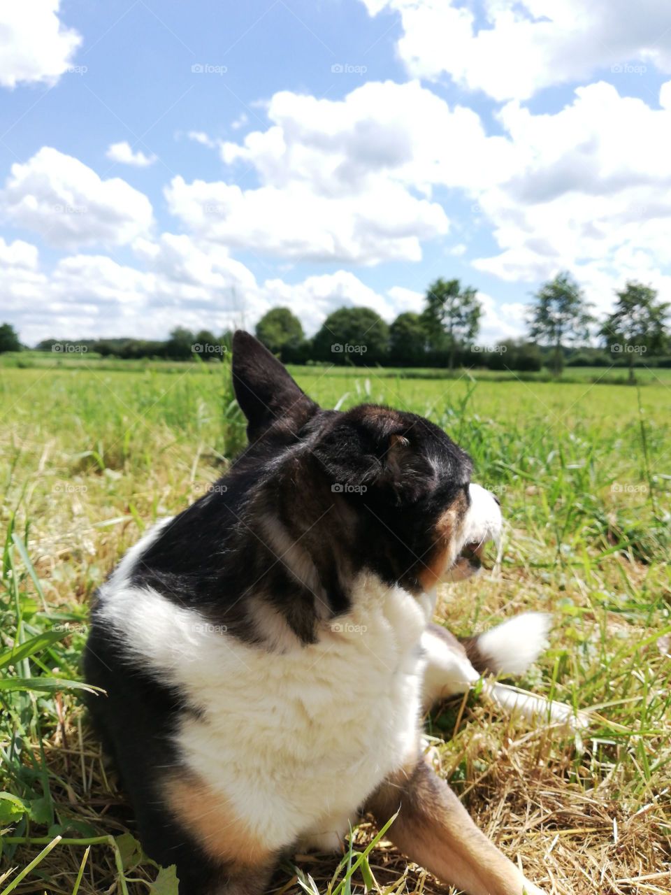Dog looking over his shoulder in a field with green grass and a blue sky with clouds in the background
