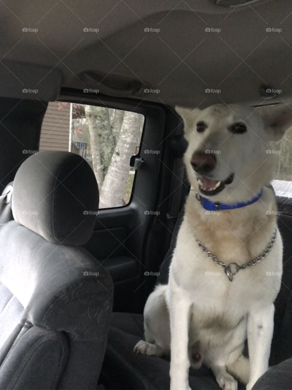 Halo, the happy white German Shepherd headed to make little German Shepherds. 