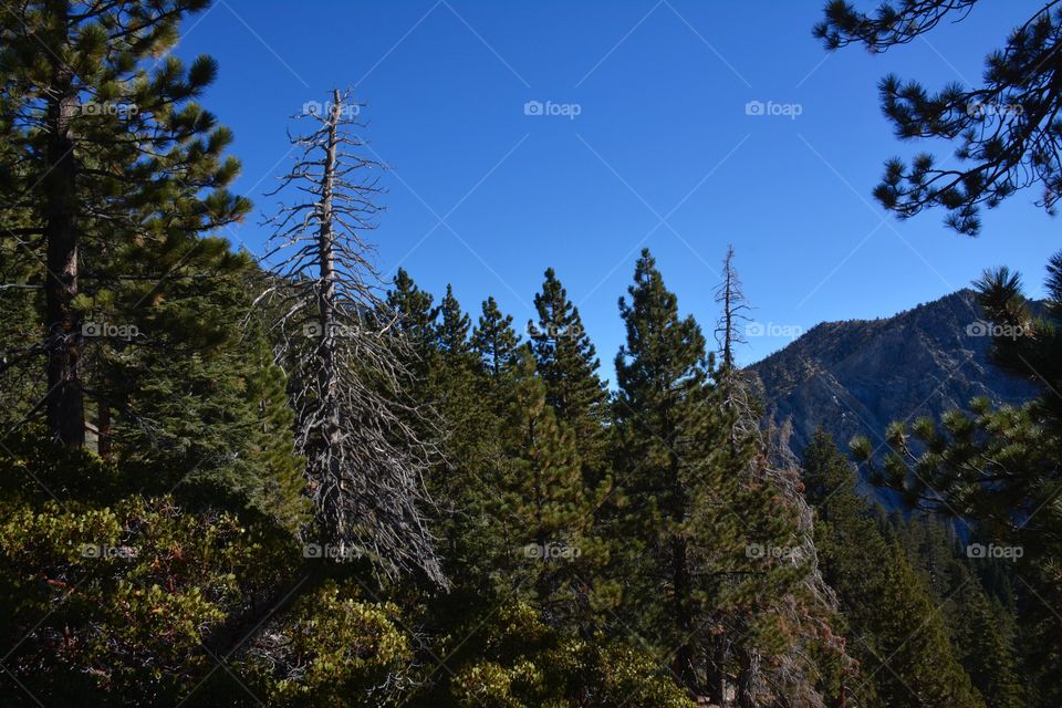 Mt. San Gorgonio Middle View