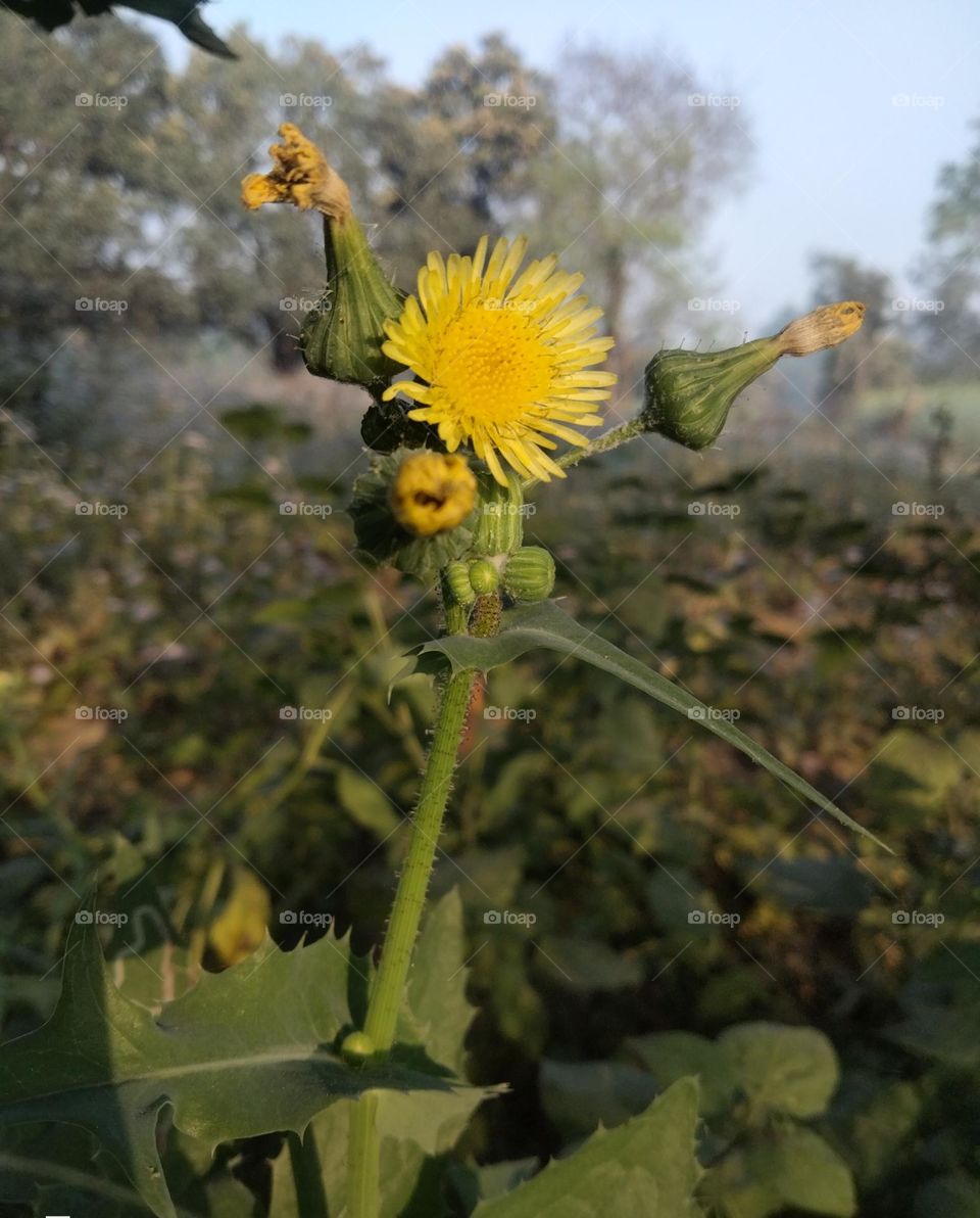 Beautiful yellow 💛 flower plant
Perityle Emoryi 💞☺️