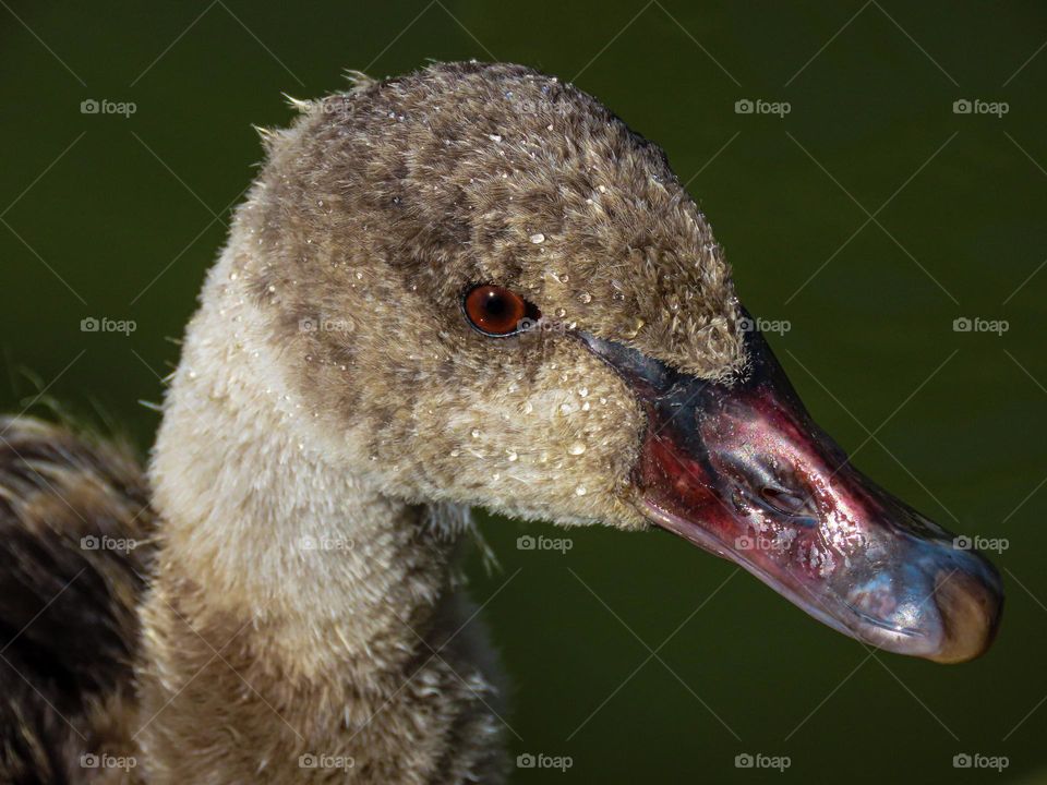 Baby swan closeup 