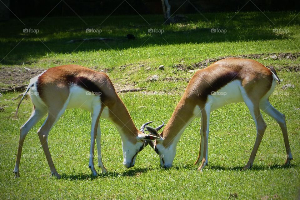 Antelopes from the Fort Worth zoo
