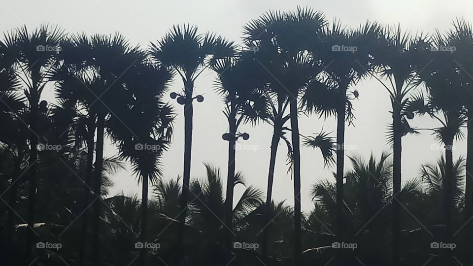 This is beautyfull trees and morning click very nature