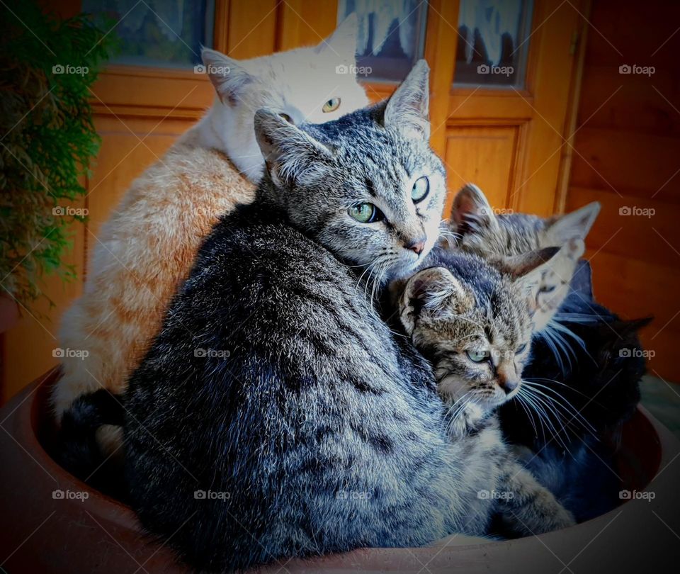 Cats In A Bowl ❤🐈🐱