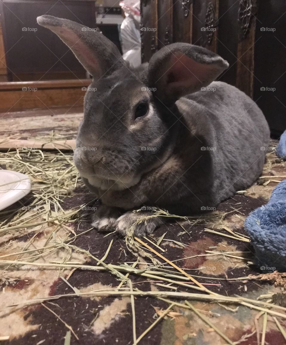 Just a bunny and his hay