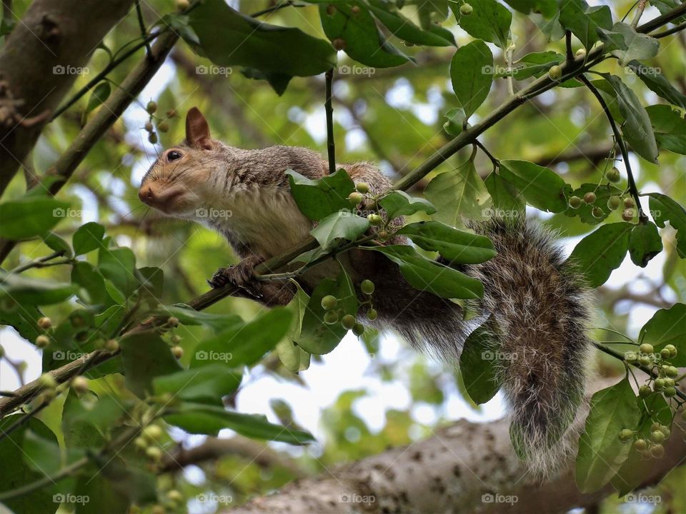 energetic squirrel
