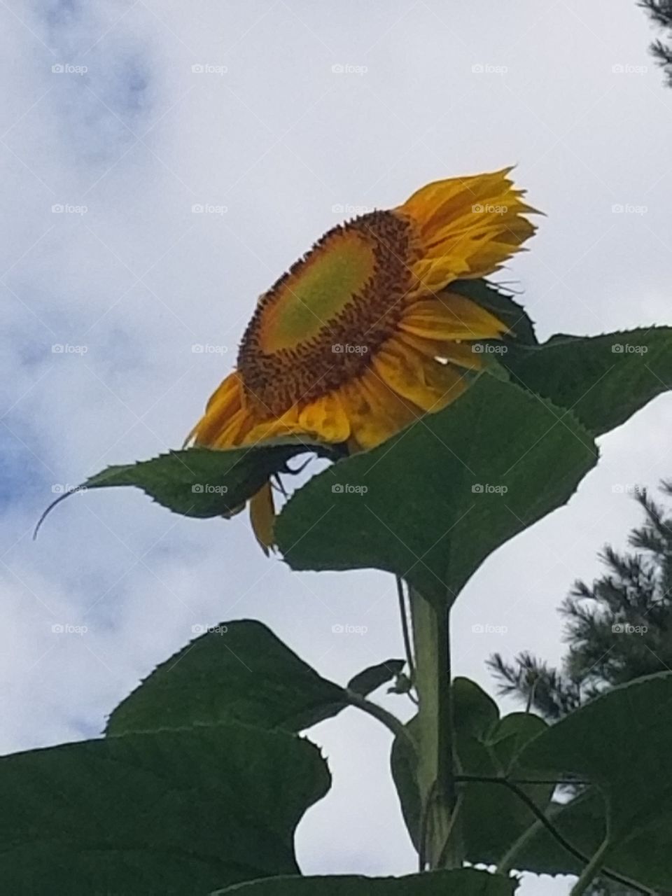 sunflower