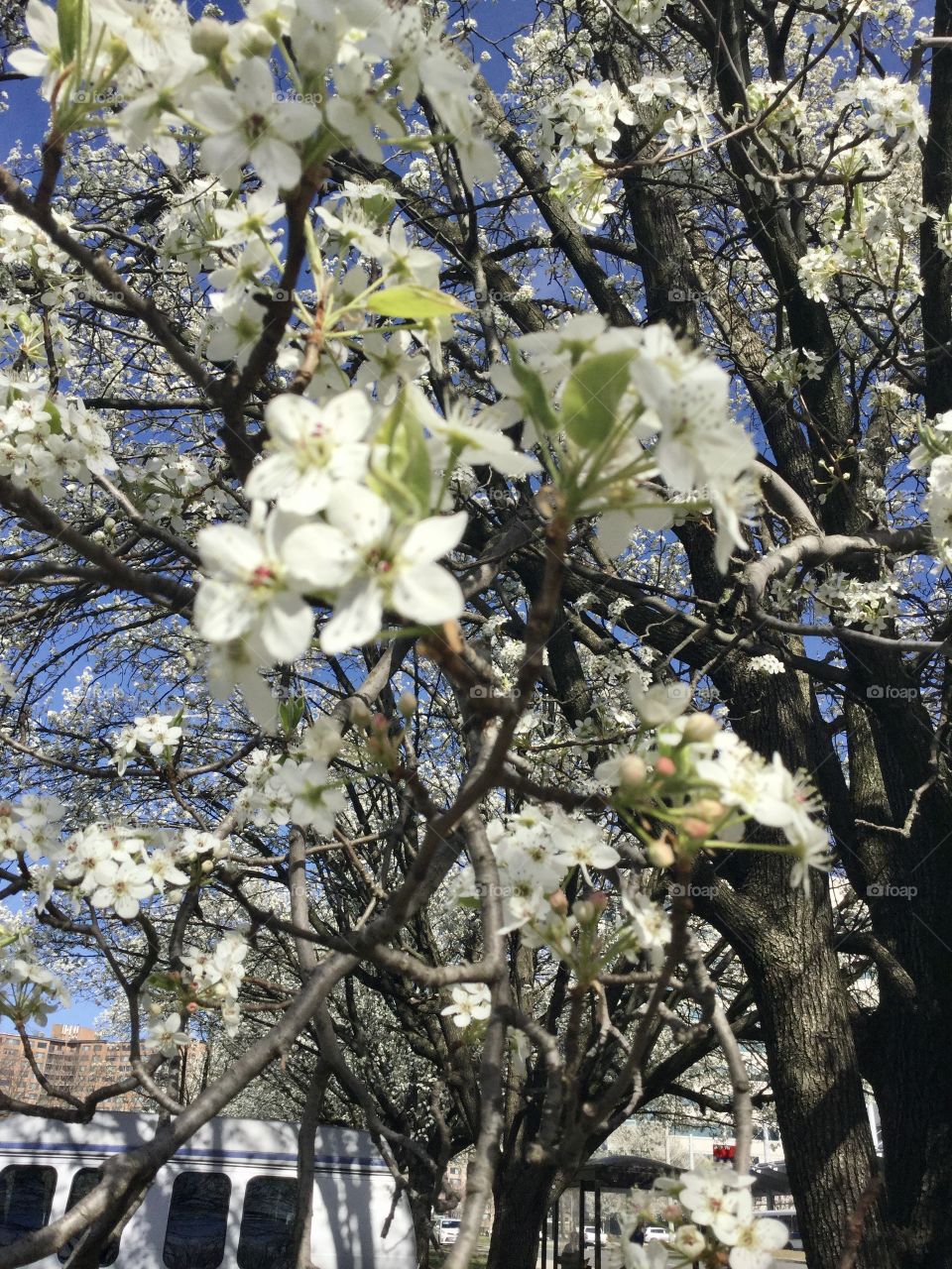 Close up with the Cherry tree flowers 