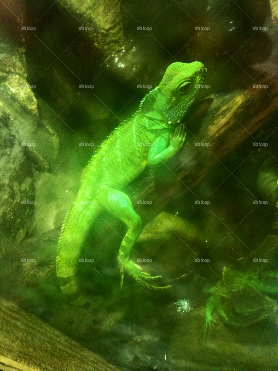 Green Misty Lizard. The foggy glass this lizard was behind made for a really neat picture