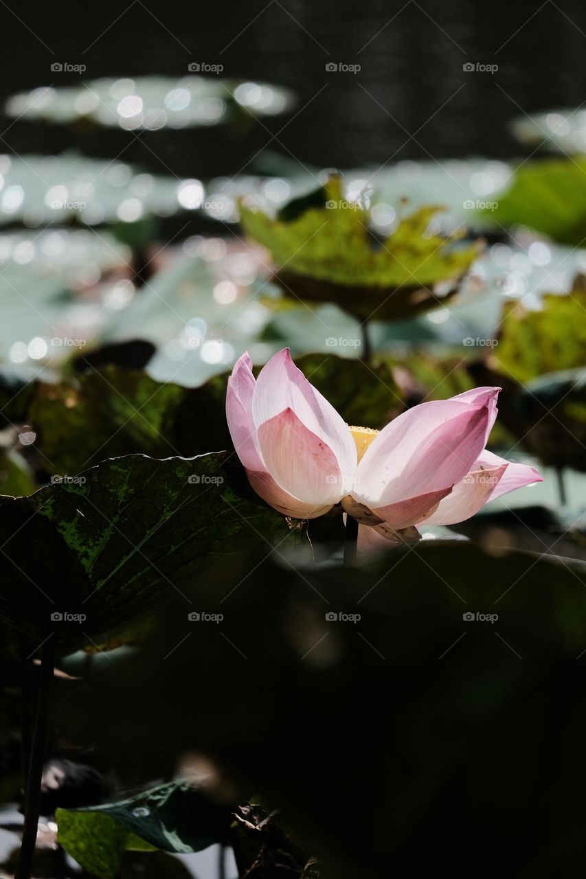 lotus flower blooming in summer pond with green leaves as background