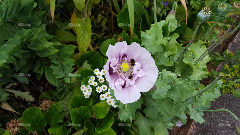 Poppy