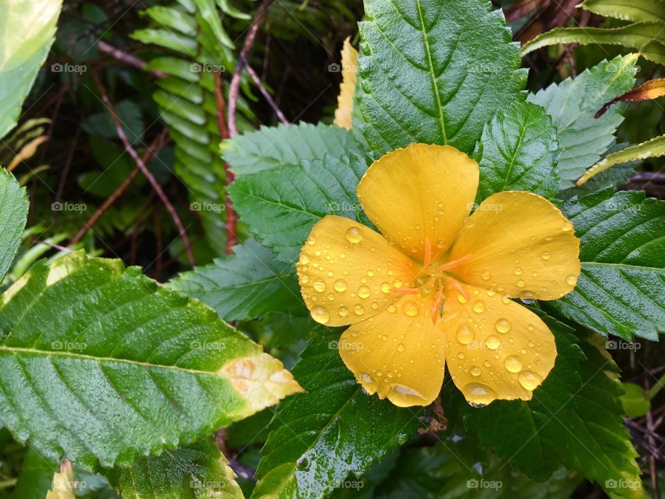 Rainy morning photo