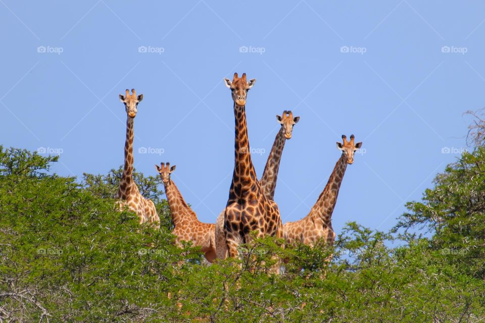 Five giraffes in the bushveld
