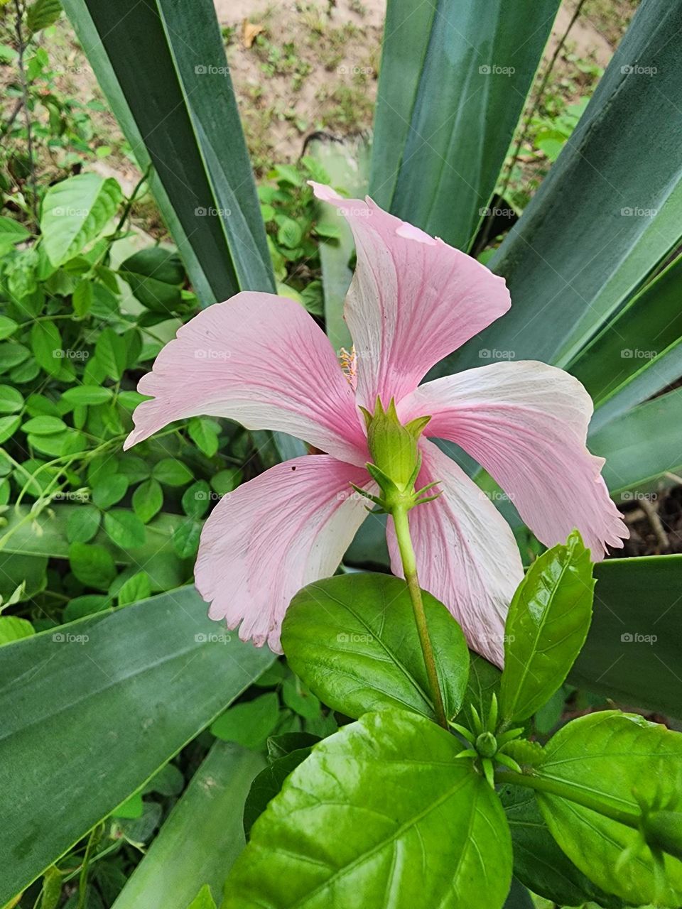 white and pink hibiscus Fram de rear