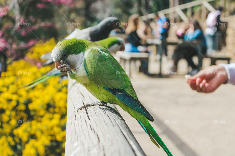 a parrot snacking