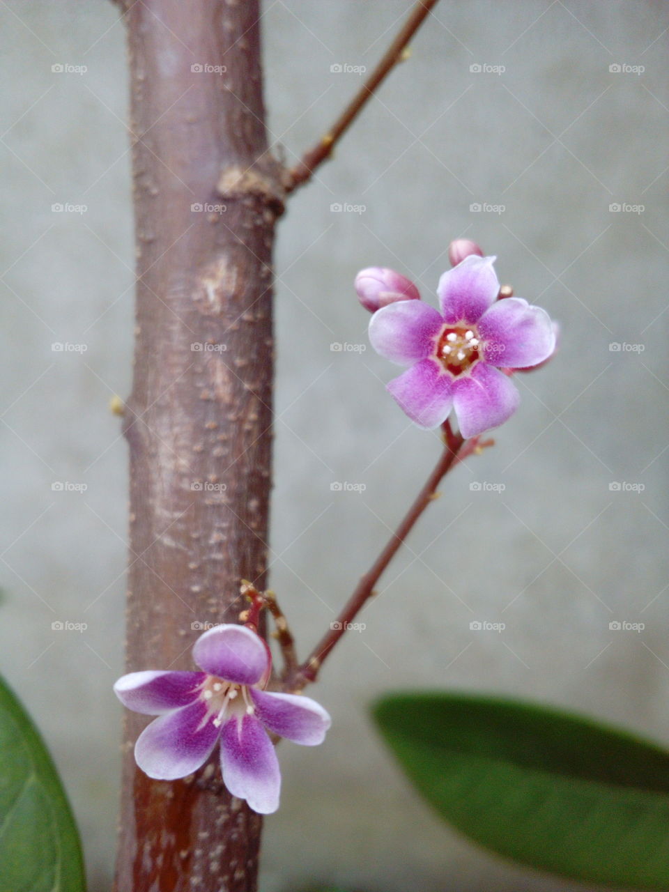 Flowering Tree