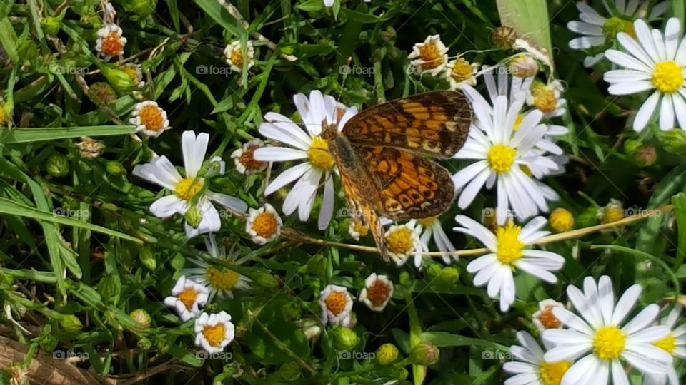 Butterfly sucking nectar