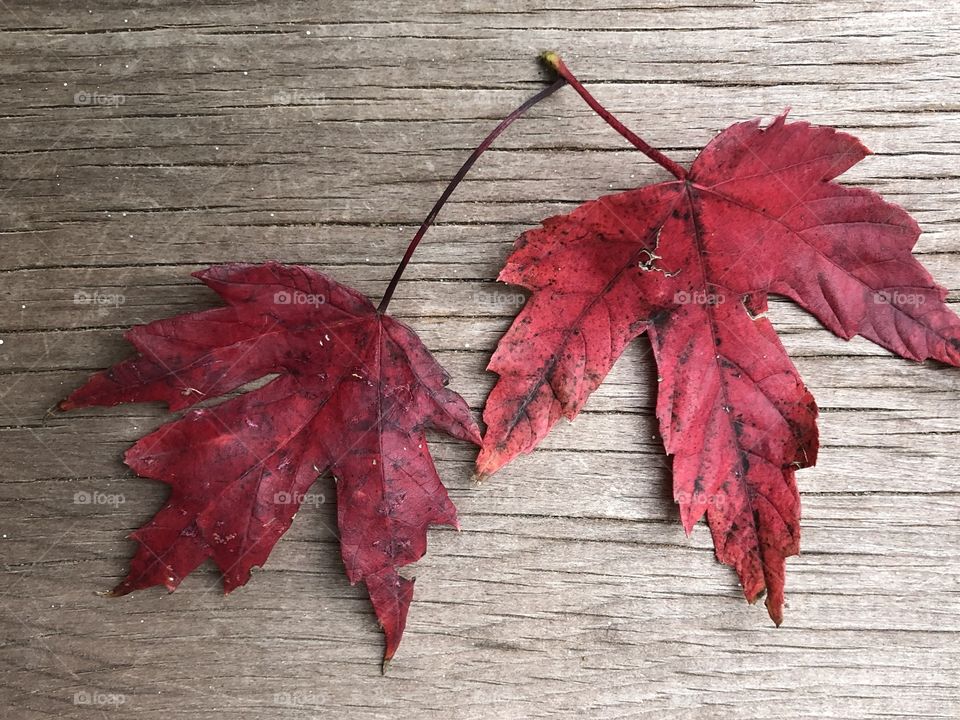 Pretty leaves on a bench