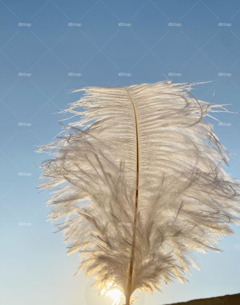 Feather 